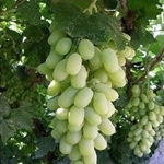 沭陽縣久久干花工藝品廠 園林綠化工程的藝術之選